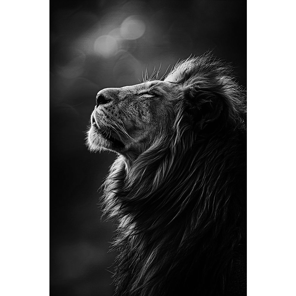 Wall Art Animals 785 21/50