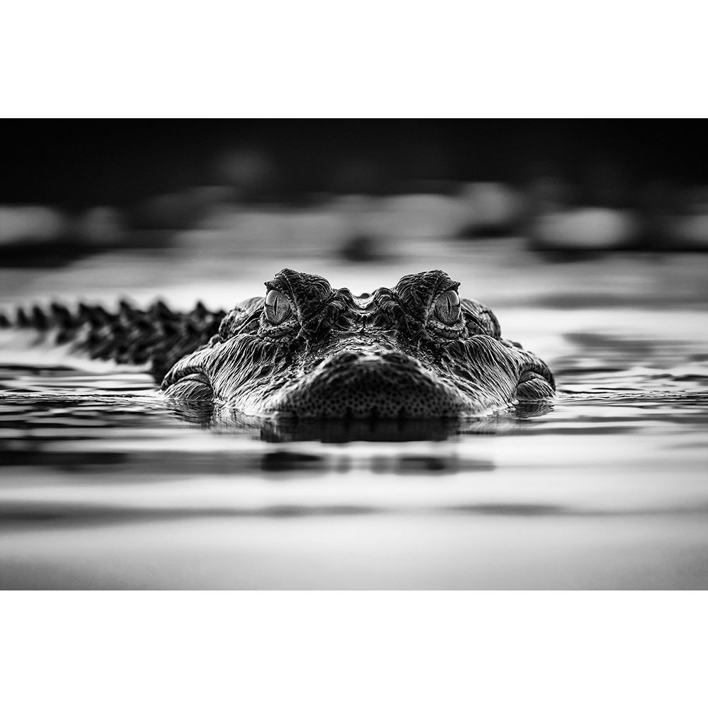 Wall Art Animals 779 21/50