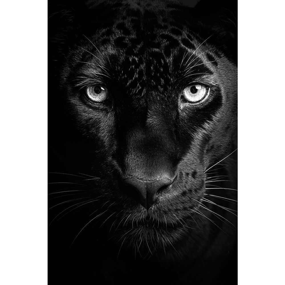Wall Art Animals 721 21/50