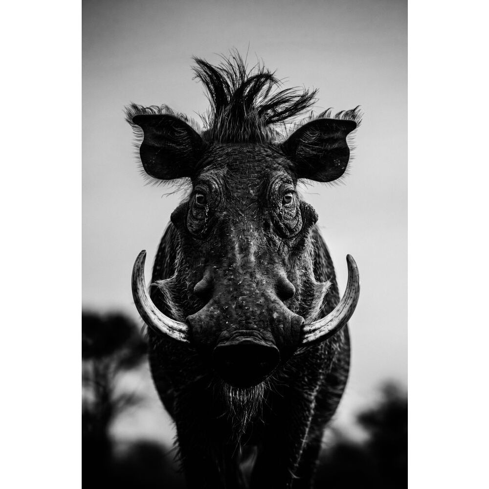 Wall art Animals 775 21/50